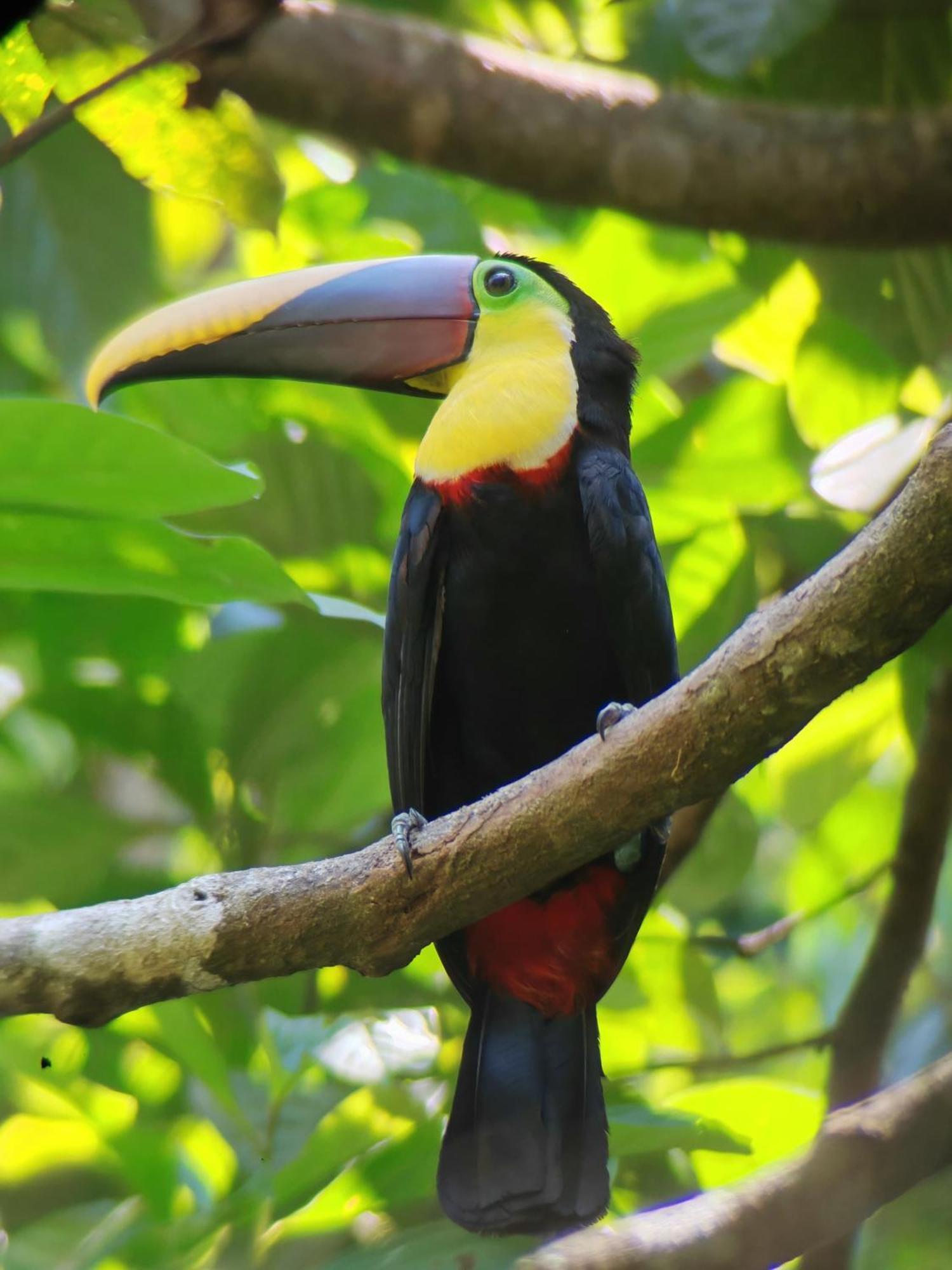 Cabinas Corcovado Green Parrot, Los Planes Drake Drakes Bay Quarto foto